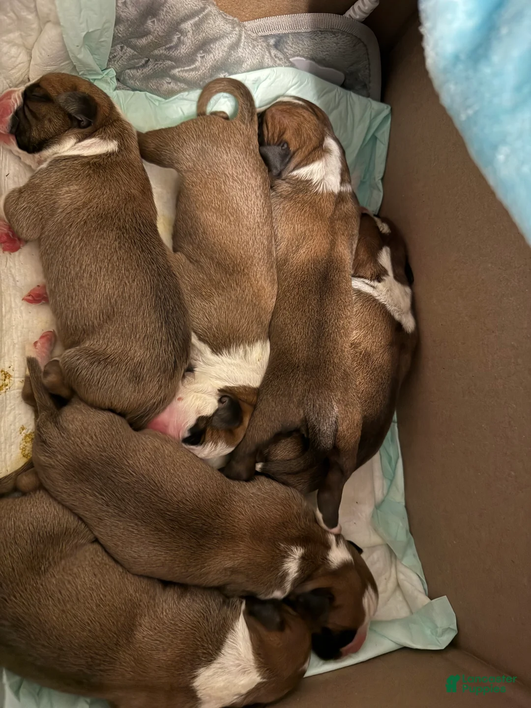 Boxer dogs for sale: Loki - Ad 5