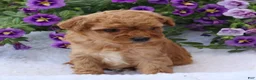 Mini Goldendoodle dogs for sale: Champ - Ad 3
