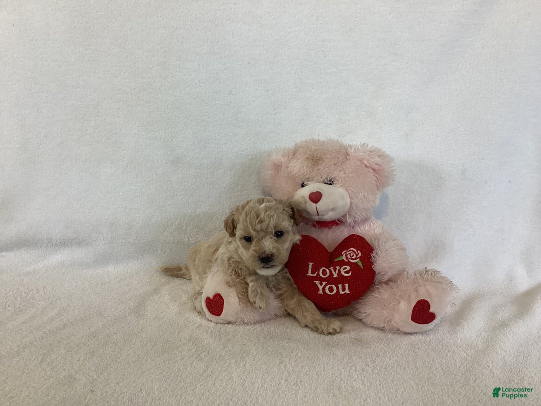 Maltipoo dogs for sale: Candy - Ad 1