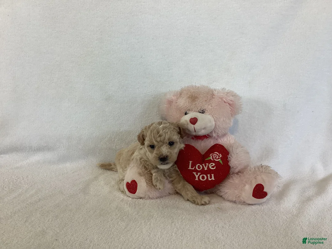 Maltipoo dogs for sale: Candy - Ad 1