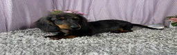 Miniature Dachshund dogs for sale: Miniature Dachshund 1 - Ad 2