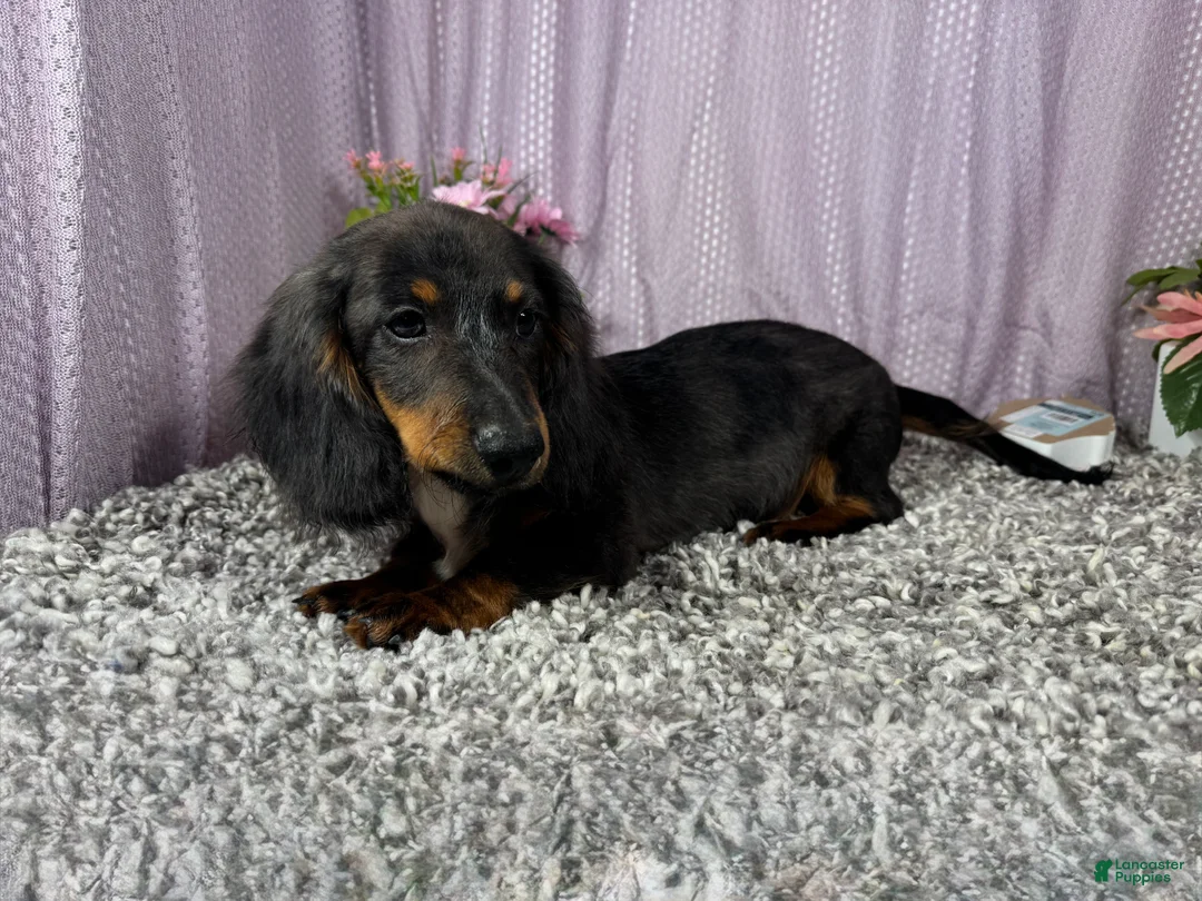 Miniature Dachshund dogs for sale: Miniature Dachshund 1 - Ad 2