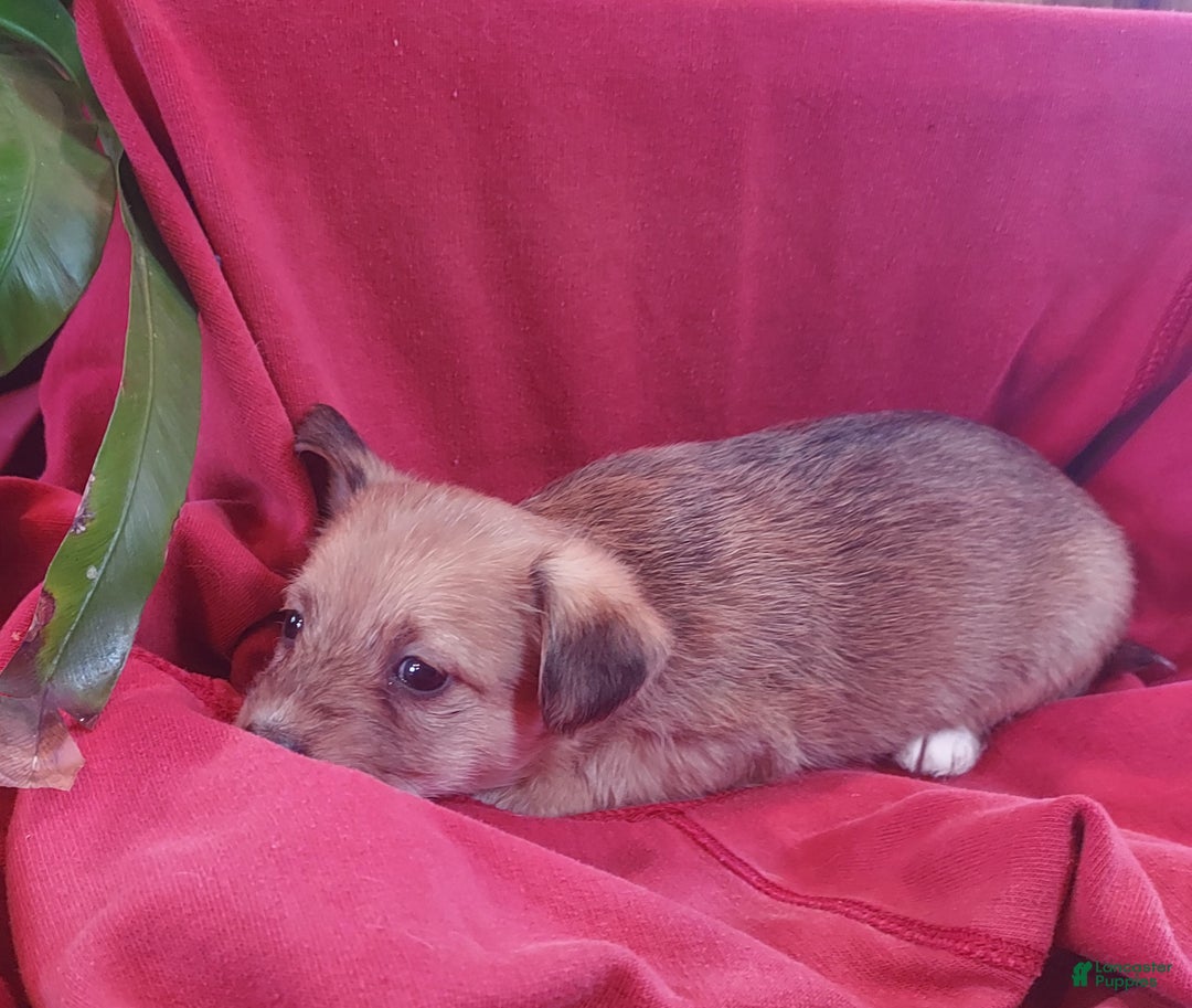 Jackapoo dogs for sale: Percy - Ad 7