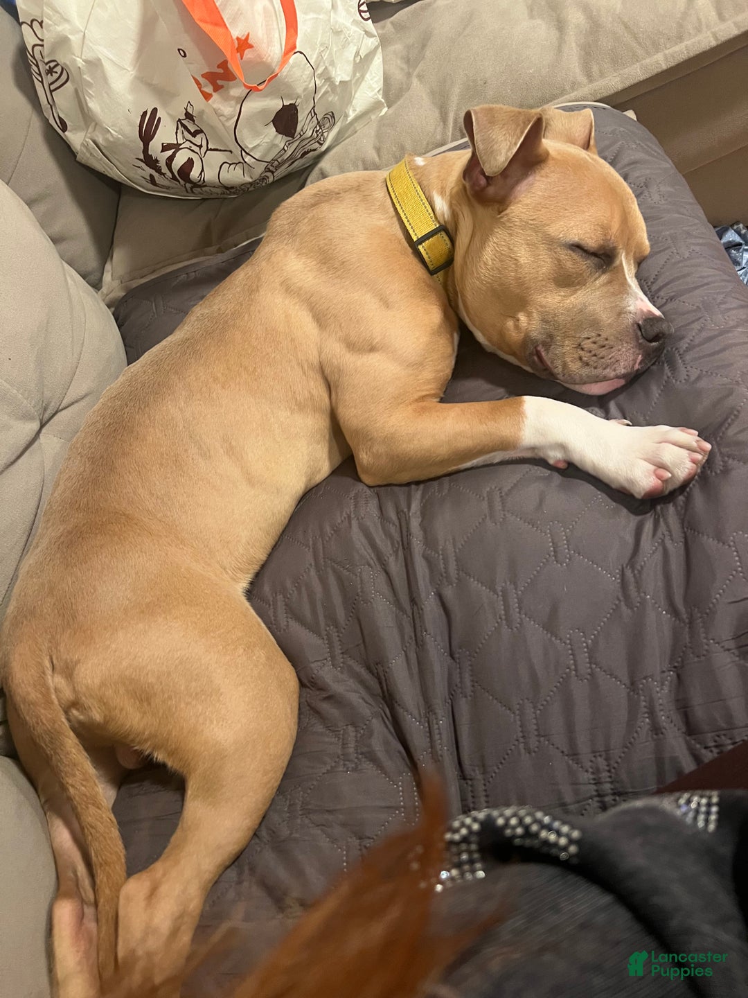 Mixed Breed dogs for stud: His name is Max - Ad 3