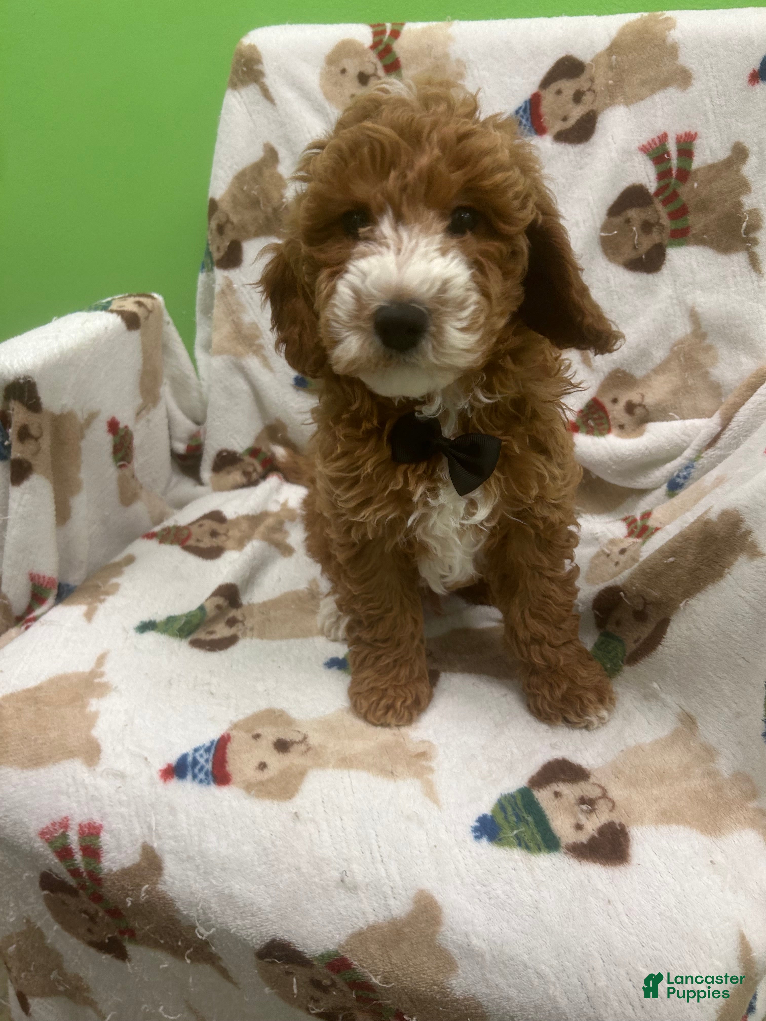 Mini Goldendoodle dogs Tank  - Ad 6