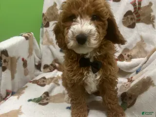 Mini Goldendoodle dogs Tank - Ad 6