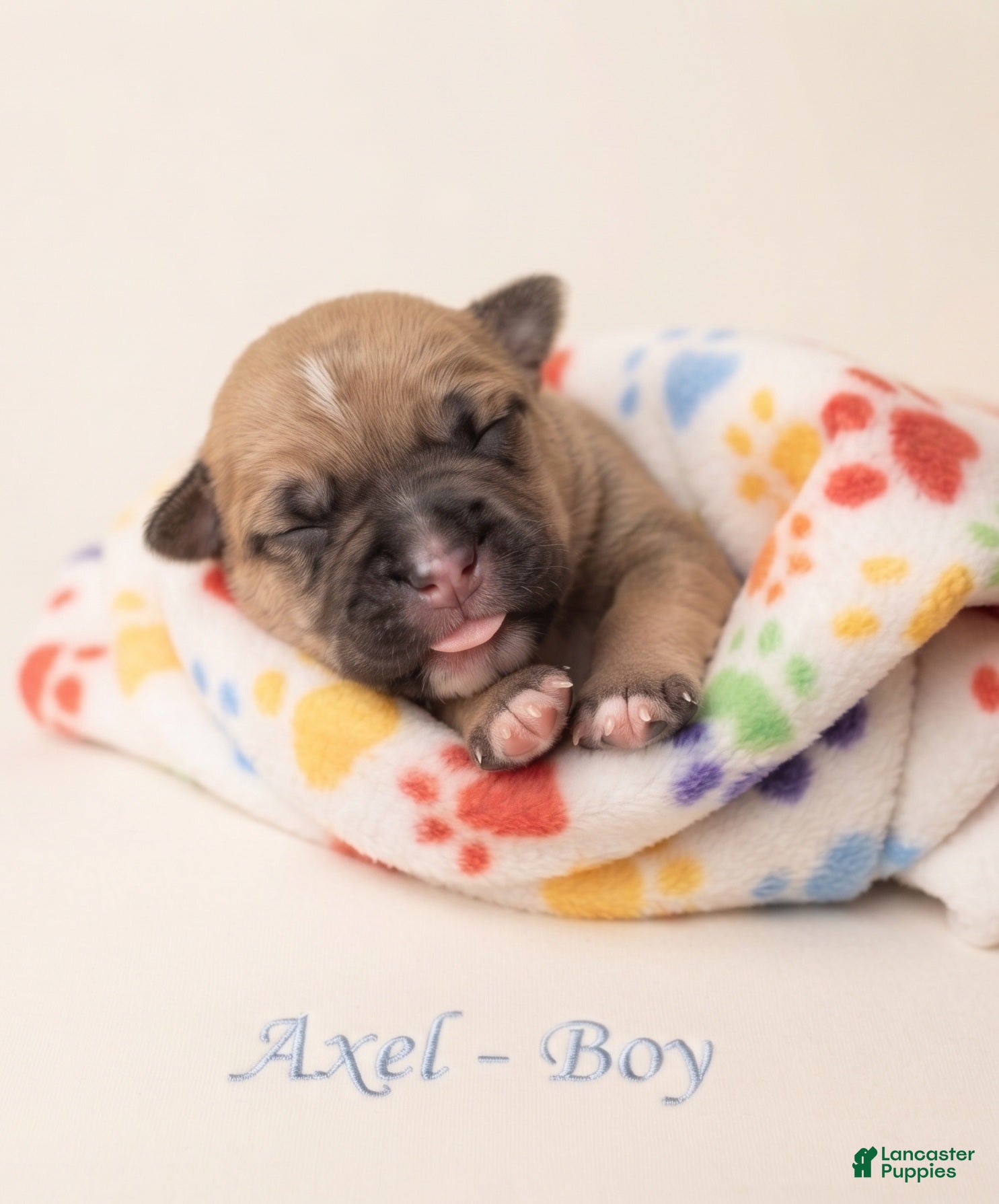 American Bully dogs Axel - Ad 10