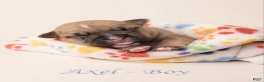 Axel