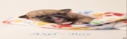 American Bully dogs for sale: Axel - Ad 1