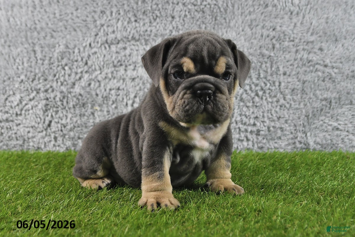 English Bulldog dogs Majesty - Ad 1