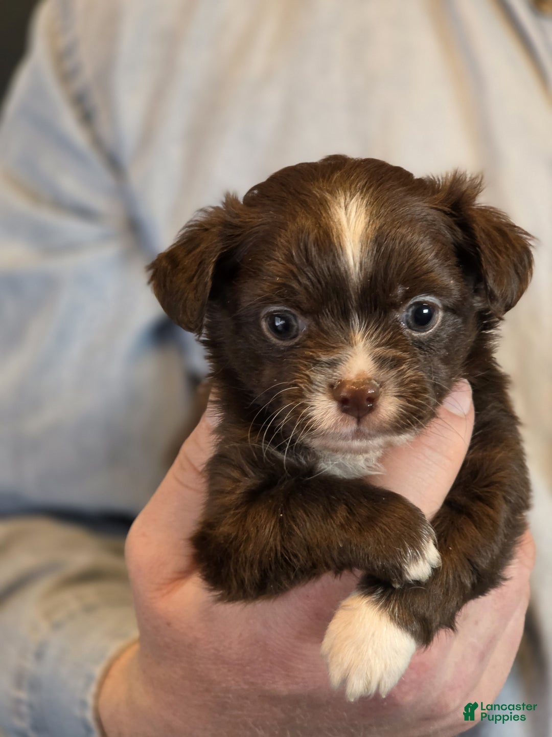 Chihuahua dogs for sale: Teddy - Ad 2