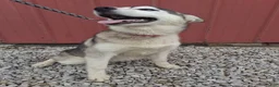 Siberian Husky dogs for sale: Sasha - Ad 4
