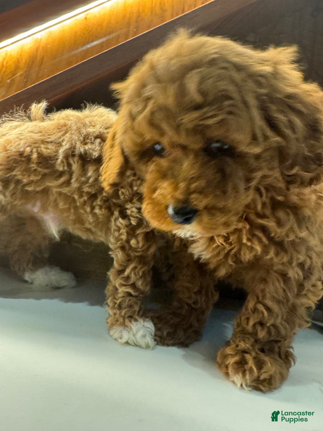 Toy Poodle dogs for sale: Cinnamon  - Ad 5