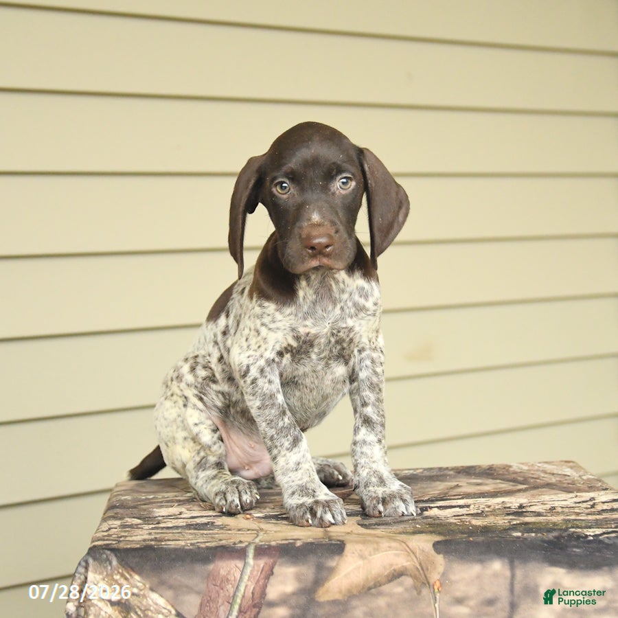 German Shorthaired Pointer dogs Dexter - Ad 1