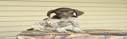 German Shorthaired Pointer dogs for sale: Dexter - Ad 1