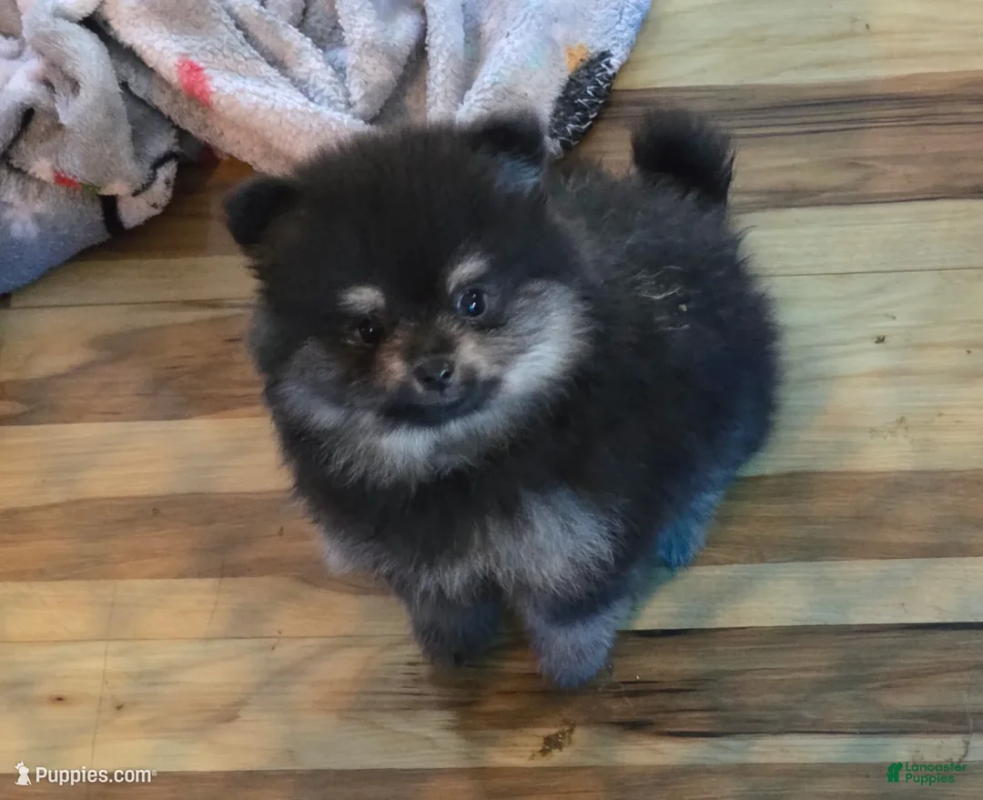 Pomeranian dogs for sale: Akc teddy  - Ad 1