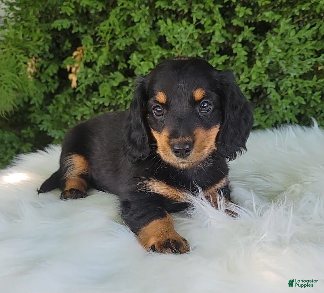 Miniature Dachshund dogs Vivian  - Ad 1