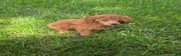 Mixed Breed dogs for sale: Nugget - Ad 3