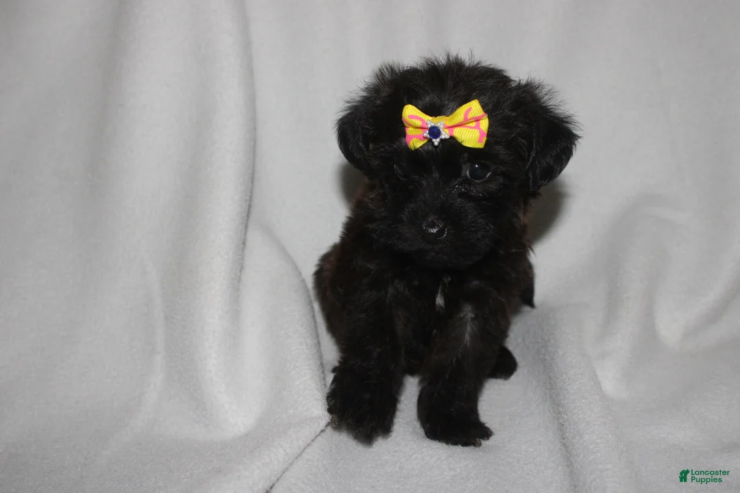 Yorkiepoo dogs for sale: Hope - Ad 1