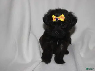 Yorkiepoo dogs Hope - Ad 39