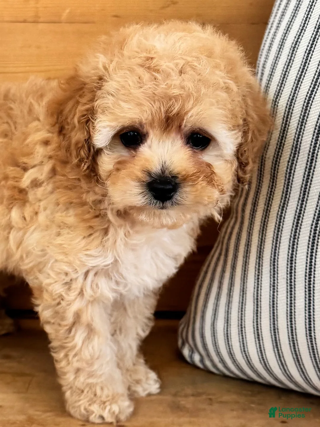 Maltipoo dogs for sale: Maltipoo Puppy 1 - Ad 2