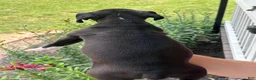 Boxer dogs for sale: Kinney - Ad 3