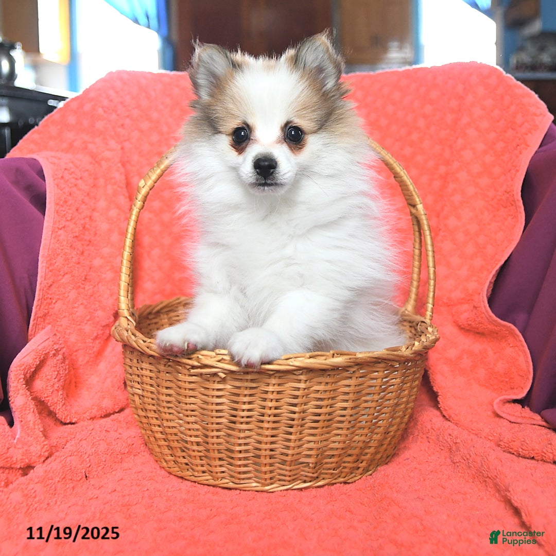 Pomeranian dogs for sale: Sport - Ad 4