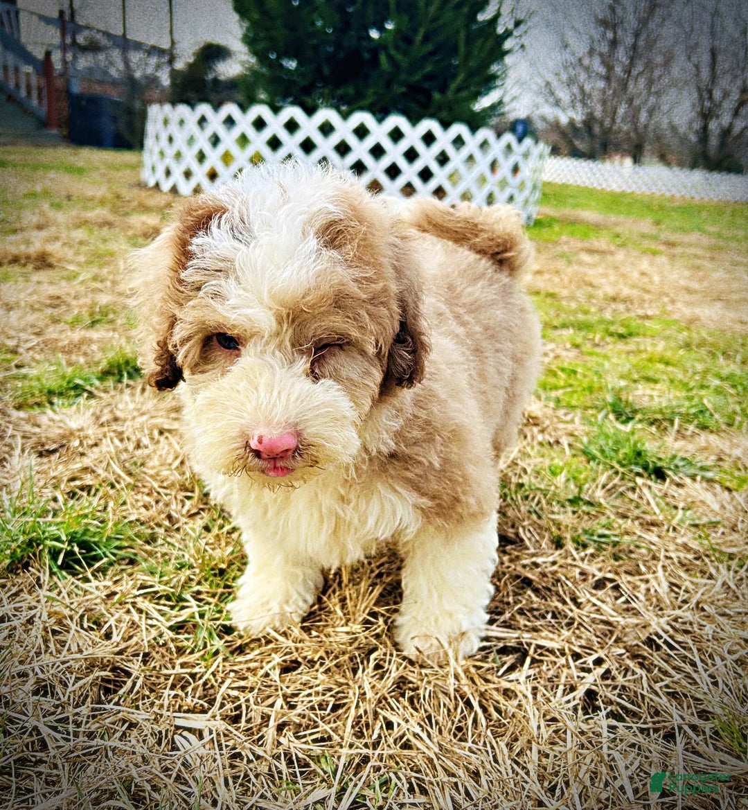 Havapoo dogs for sale: Webster - Ad 6