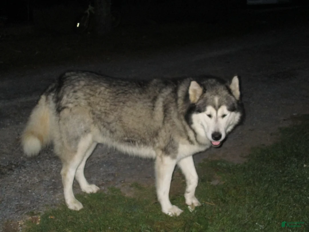 Alaskan Malamute dogs for sale: Stormy - Ad 5
