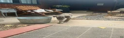 Irish Wolfhound dogs for sale: Puppy 7: Giorgia - Ad 9