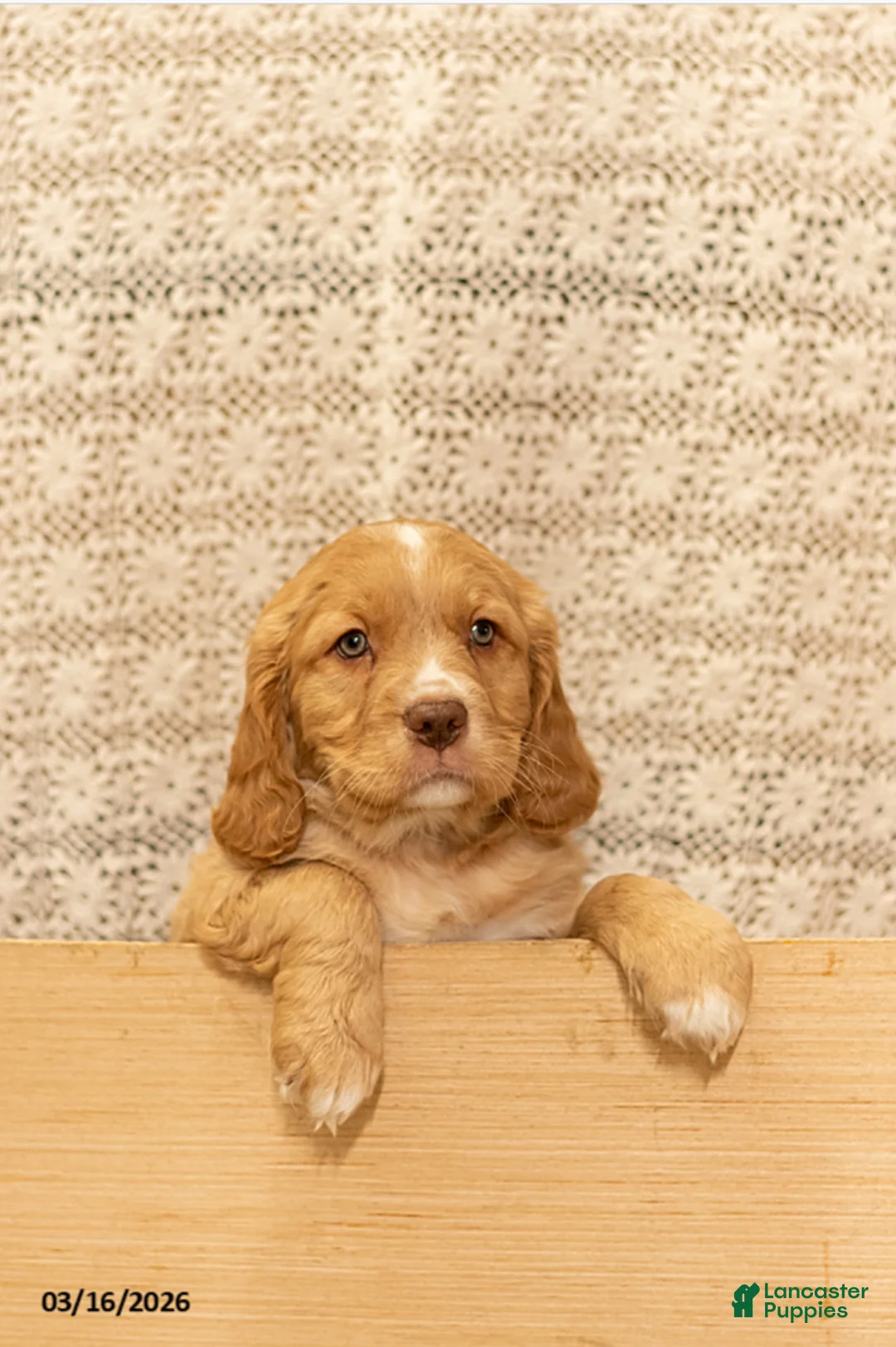 Mixed Breed dogs for sale: Bud - Ad 1