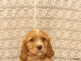 Mixed Breed dogs Bud - Ad 21