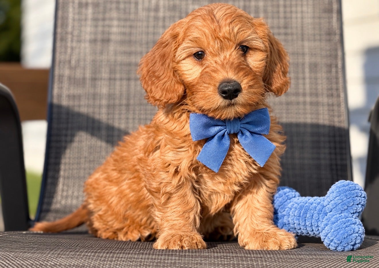 Mini Goldendoodle dogs Jack - Ad 1