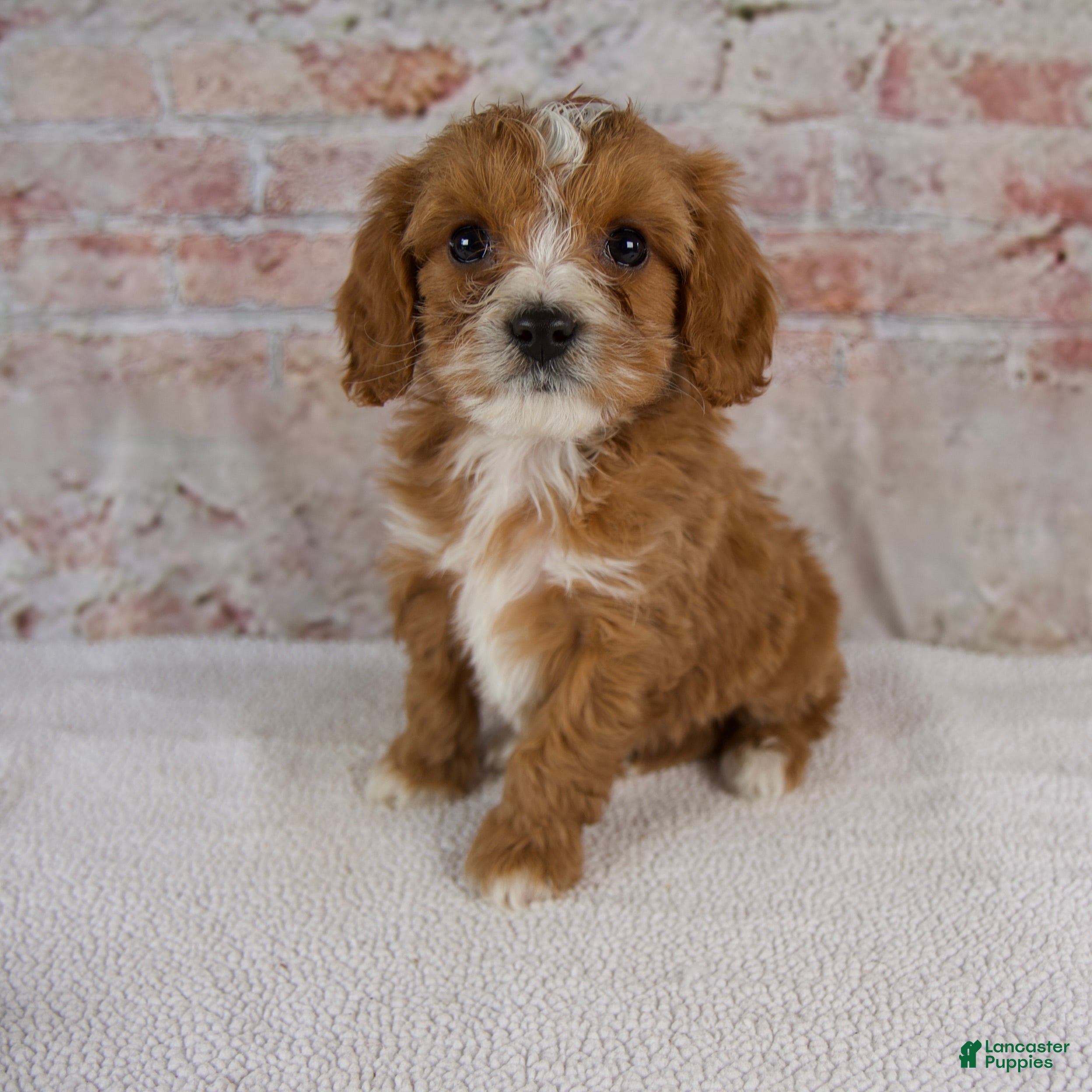 Cavapoo dogs Hudson - Ad 1
