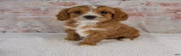 Cavapoo dogs for sale: Hudson - Ad 1