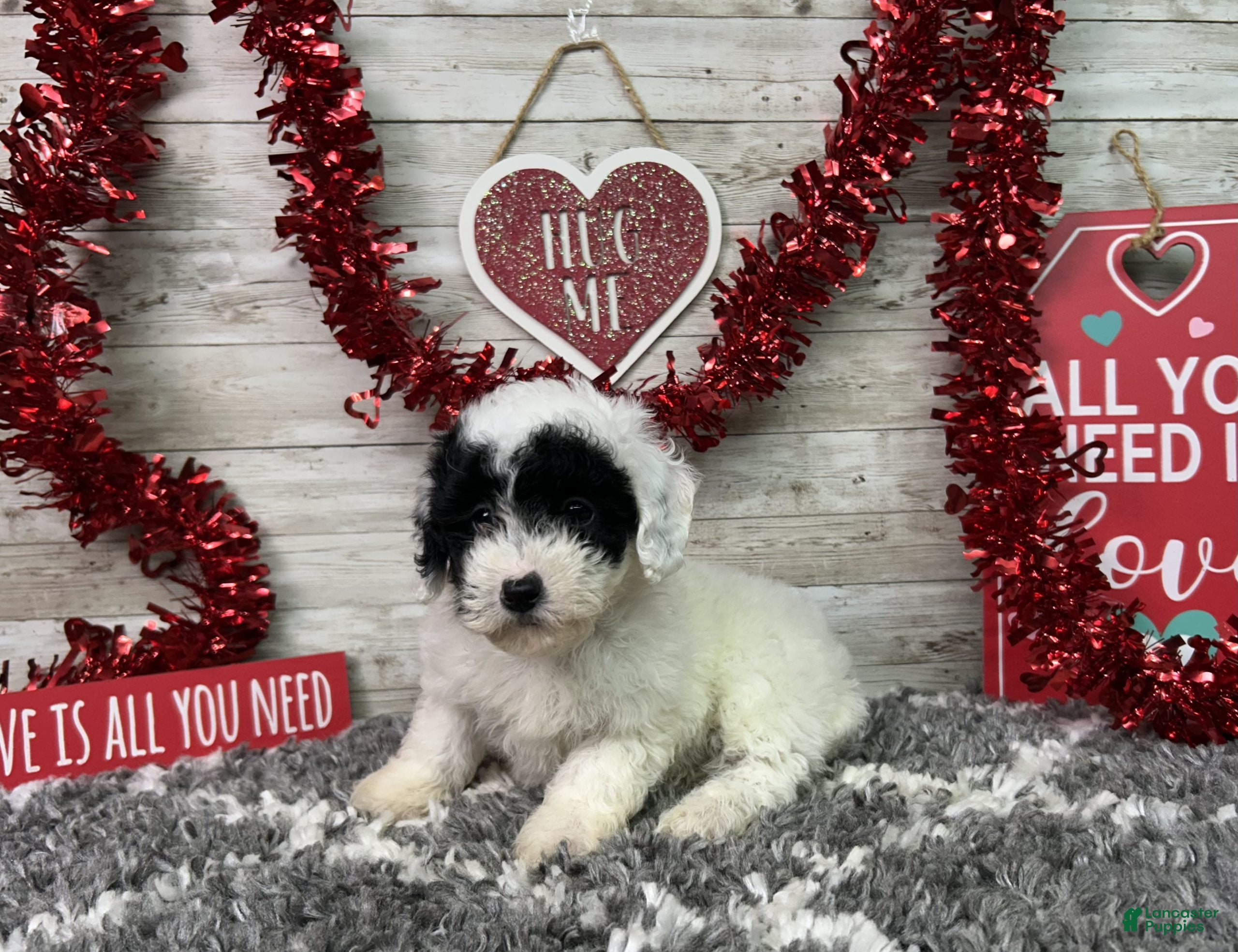 Miniature Poodle dogs Lincoln - Ad 2