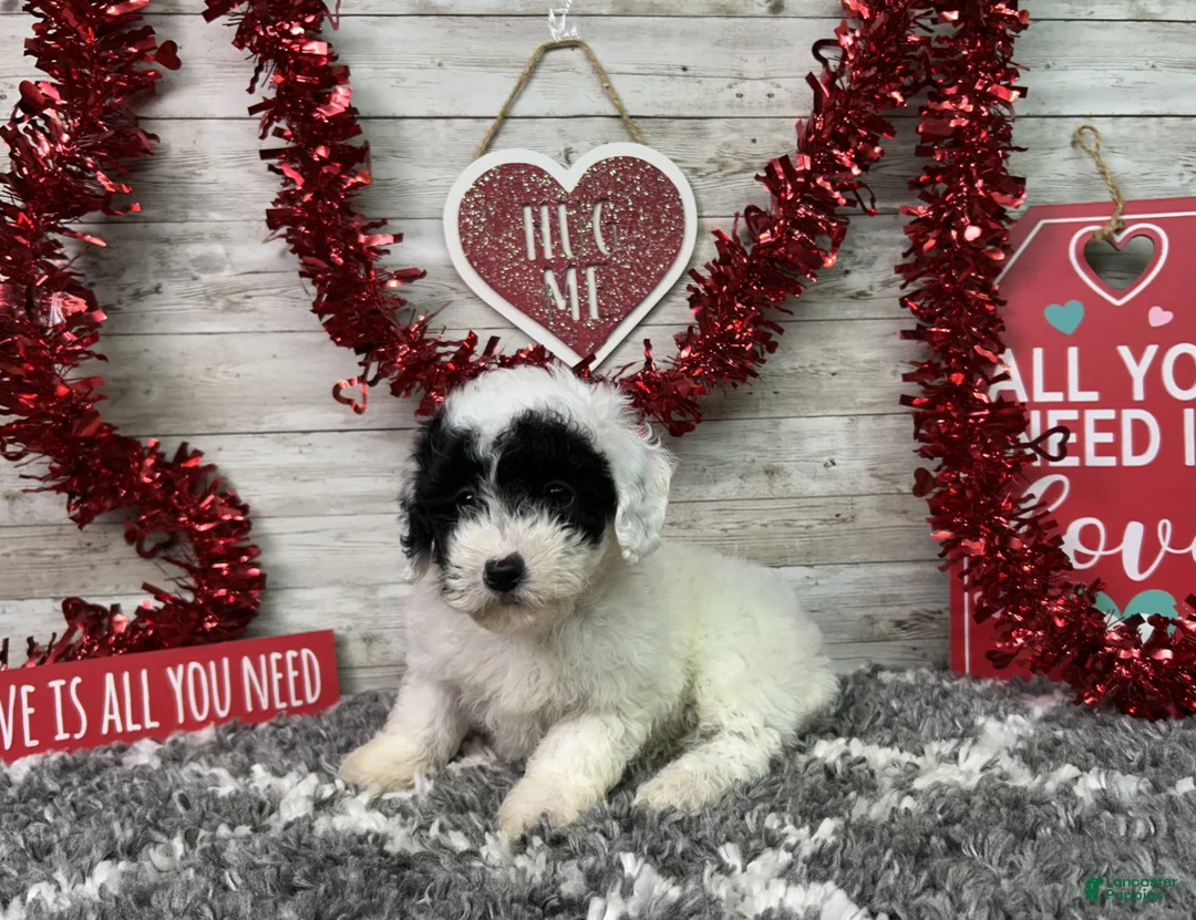 Miniature Poodle dogs for sale: Lincoln - Ad 2