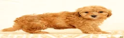 Mini Goldendoodle dogs for sale: Lilly - Ad 5