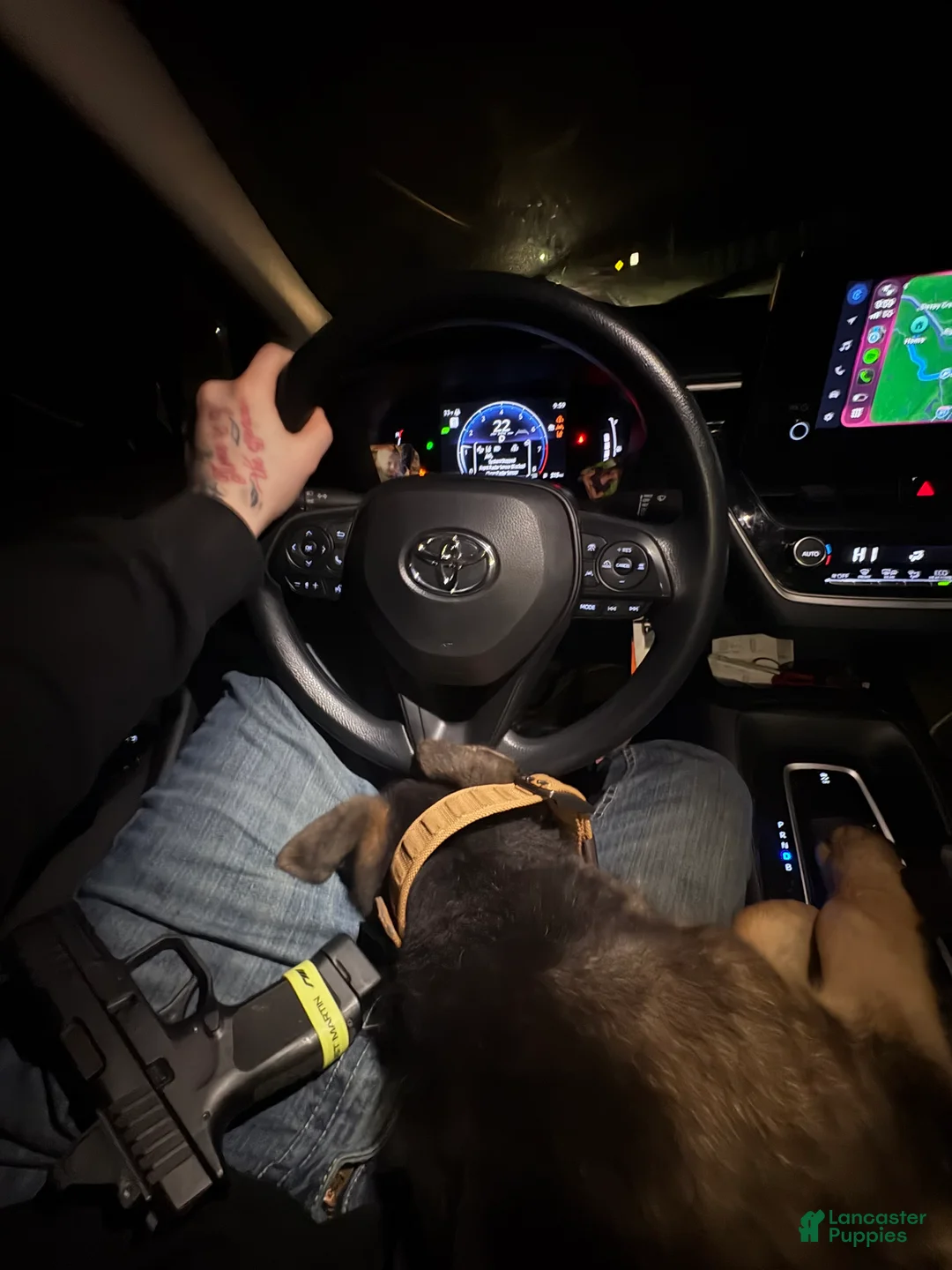 German Shepherd dogs for sale: German Shepherd Puppy 1 - Ad 4