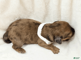 Miniature Dachshund dogs Sand - Ad 7