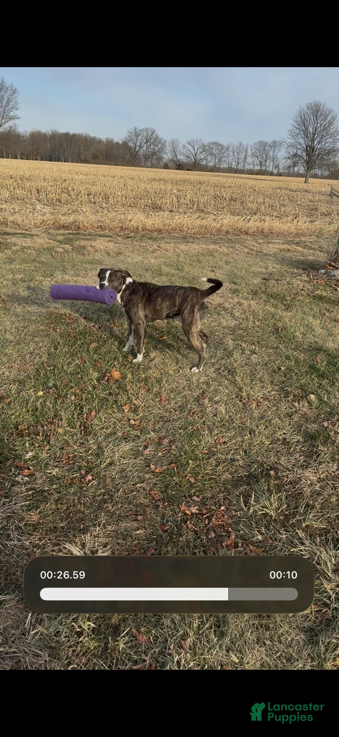 Mixed Breed dogs for sale: Johnna  - Ad 18