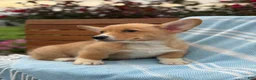 Welsh Corgi Pembroke dogs for sale: Jasper - Ad 18