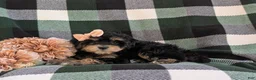 Havapoo dogs for sale: Shanna Hypoallergenic - Ad 5