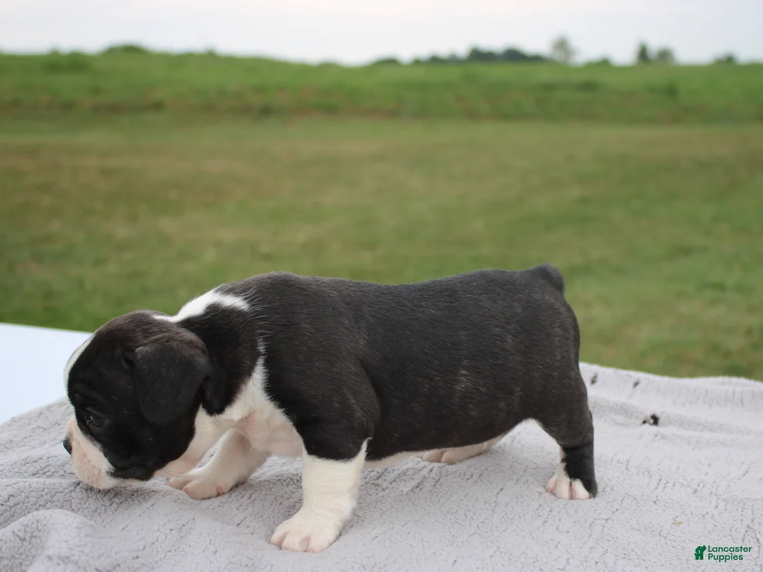 Frenchton dogs for sale: HARRY - Ad 2