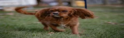 Cavalier King Charles Spaniel dogs for sale: Daisy Cavalier King Charles Spaniel  - Ad 5
