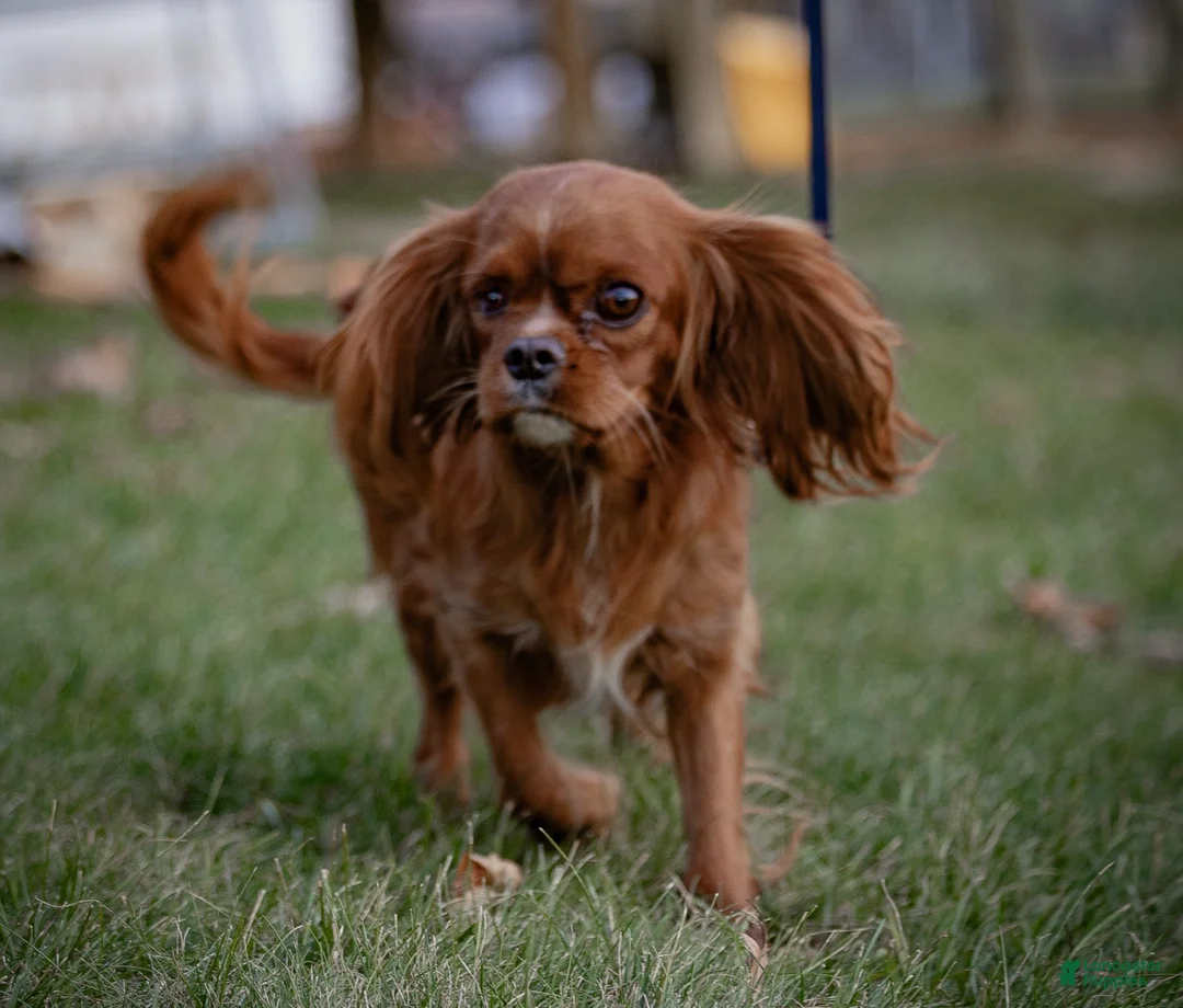 Cavalier King Charles Spaniel dogs for sale: Daisy Cavalier King Charles Spaniel  - Ad 5