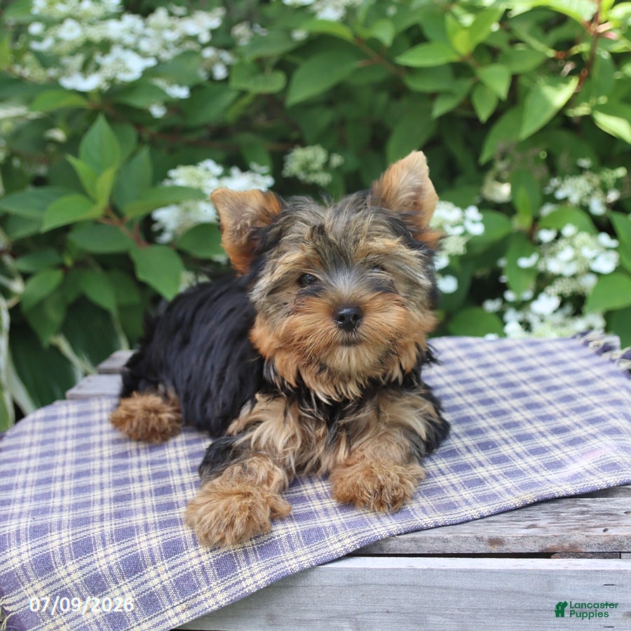 Yorkshire Terrier dogs Honey - Ad 2