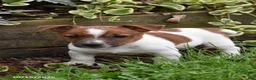 Jack Russell Terrier dogs for sale: Pizza - Ad 3