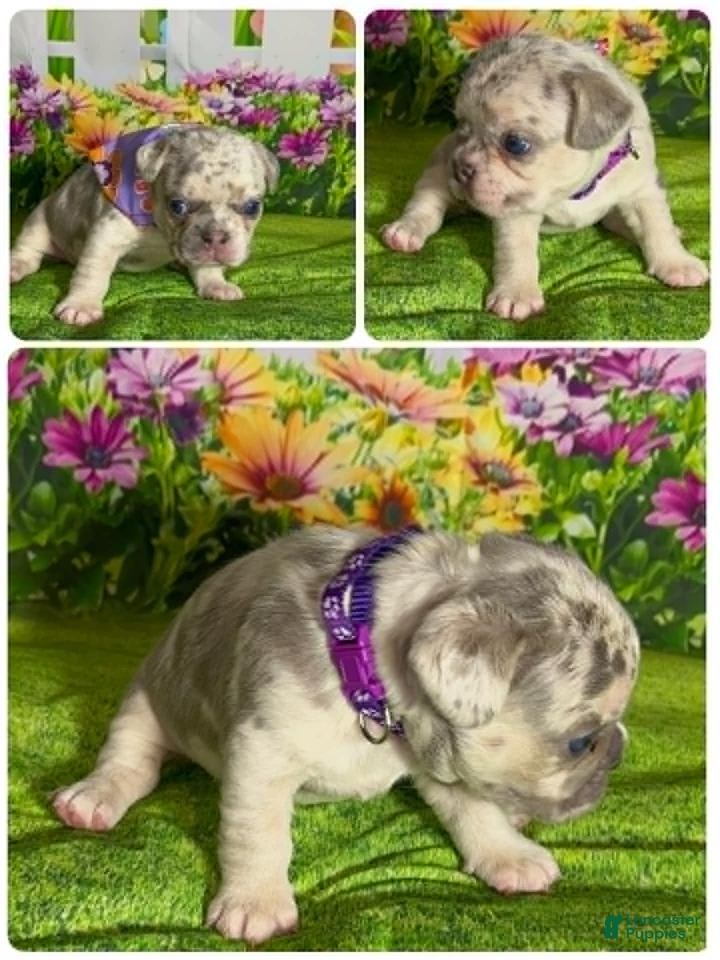 French Bulldog dogs French Bulldog 2 - Ad 1