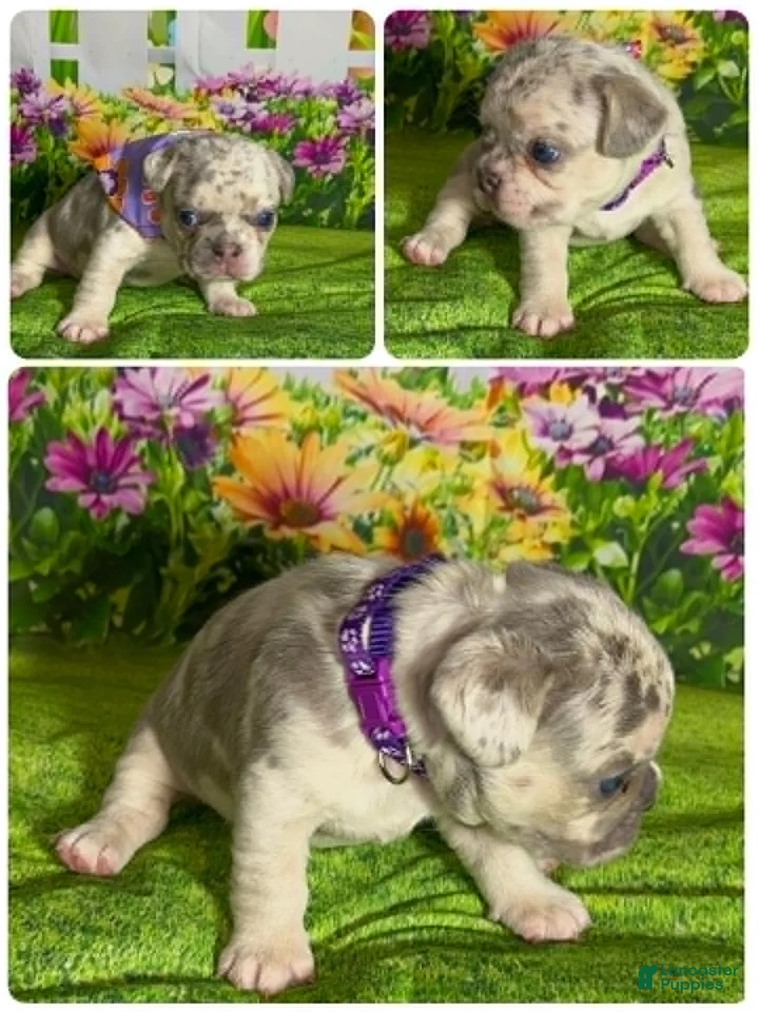 French Bulldog dogs for sale: French Bulldog 2 - Ad 1
